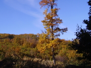 Baum