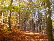 Buchenwald