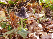 Pilz