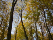 Buchen