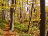 Blauer Weg